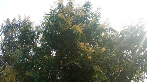 গাছে গাছে আমের মুকুল, ছড়াচ্ছে ঘ্রাণ