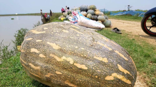 হাকালুকি হাওরে মিষ্টি কুমড়ার বাম্পার ফলন 