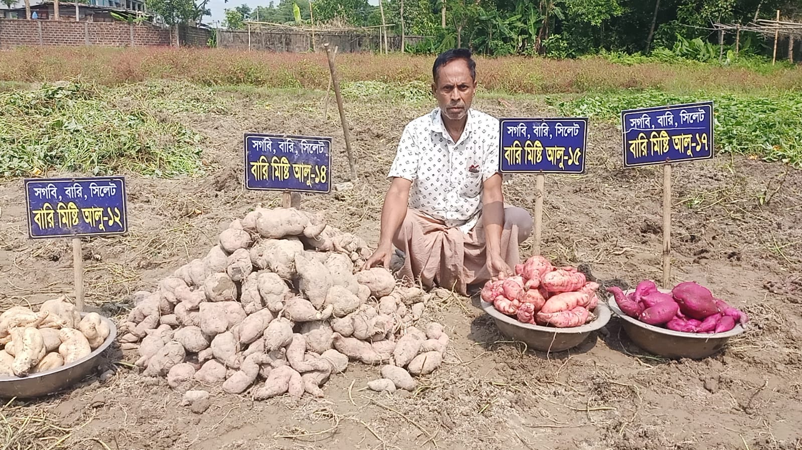 মিষ্টি আলু চাষে সফল দক্ষিণ সুরমার কৃষক সৈয়দুর রহমান