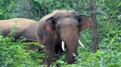 হাতির আক্রমণে প্রাণ গেল মাহুতের