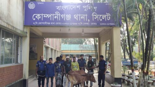 কোম্পানীগঞ্জে চোরাই গরুসহ গ্রেফতার- ৫