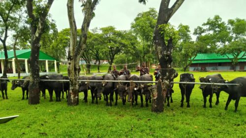 সুনামগঞ্জ থেকে কোটি টাকার চোরাচালানী মালামাল আটক