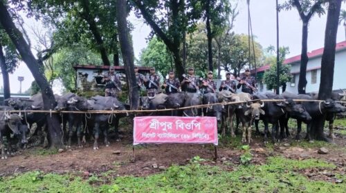 জৈন্তাপুরে অর্ধকোটি টাকা মূল্যের ৩২ টি ভারতীয় মহিষ আটক