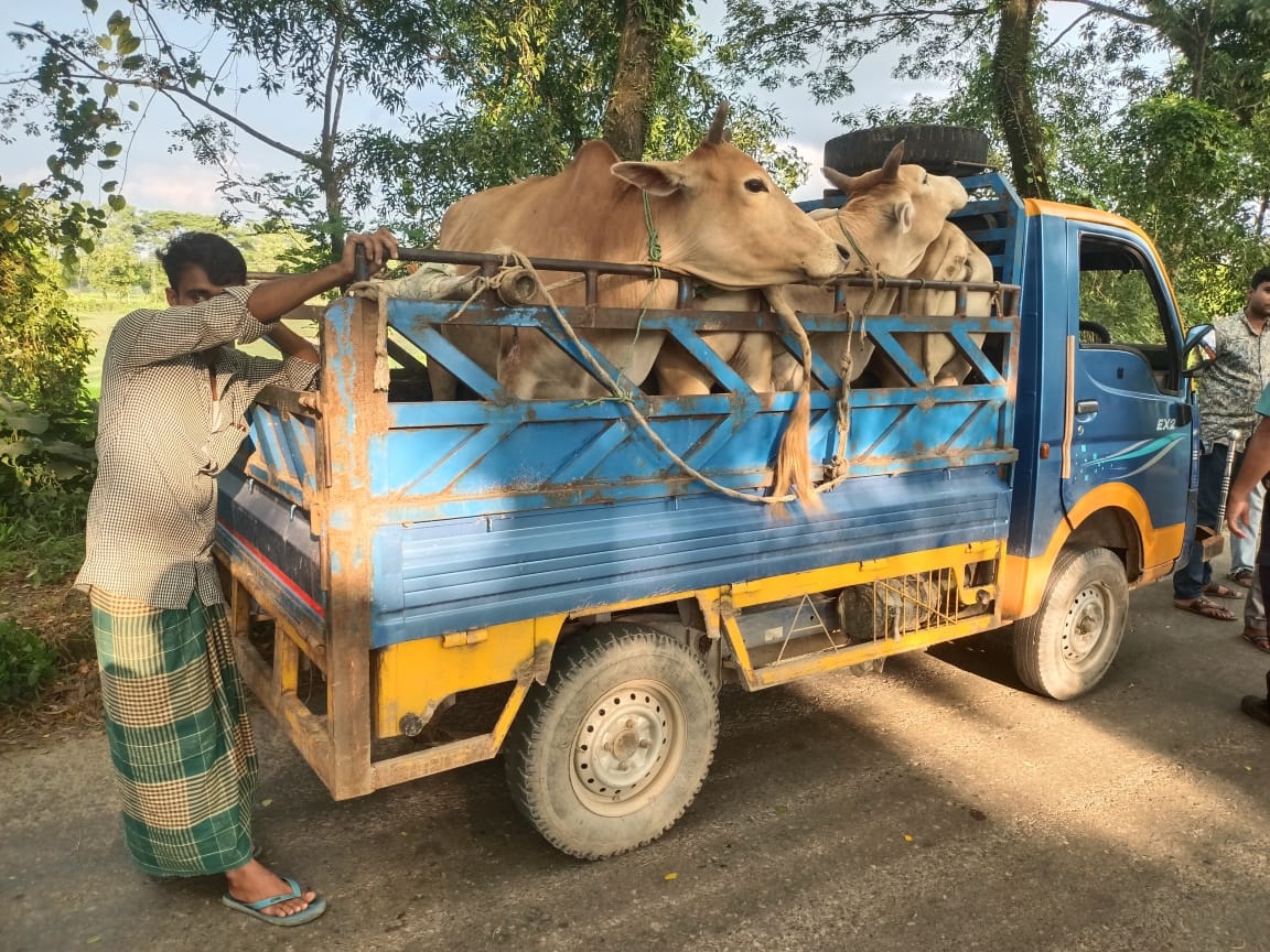 সিলেটে ২৪ টি ভারতীয় গরু সহ আটক- ৪