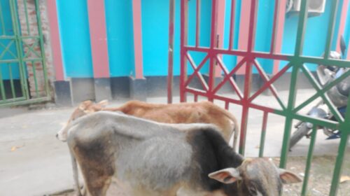 জৈন্তাপুরে থানা পুলিশের অভিযানে ৬টি ভারতীয় বাছুর গরু আটক