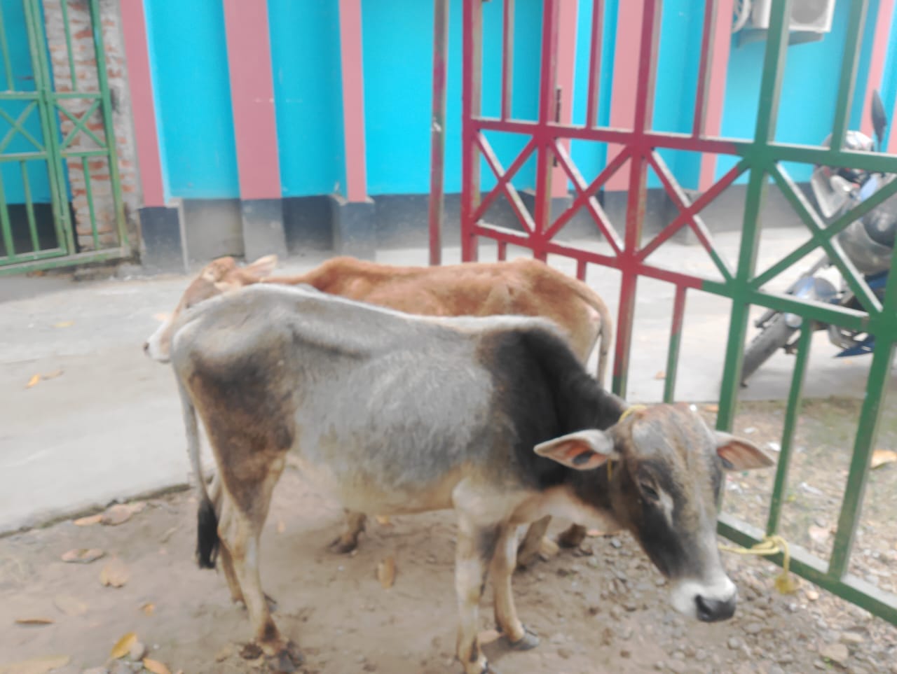 জৈন্তাপুরে থানা পুলিশের অভিযানে ৬টি ভারতীয় বাছুর গরু আটক