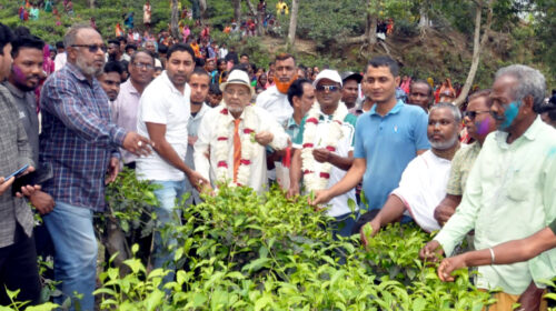 সিলেটের মালনীছড়া চা বাগানের পাতা চয়ন-২০২৫ এর উদ্বোধন